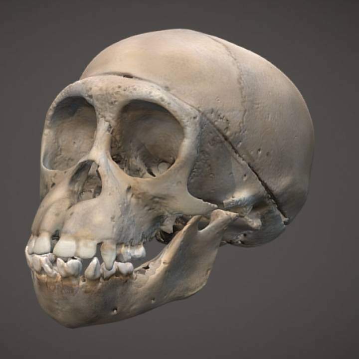 Chimpanzee Skull image