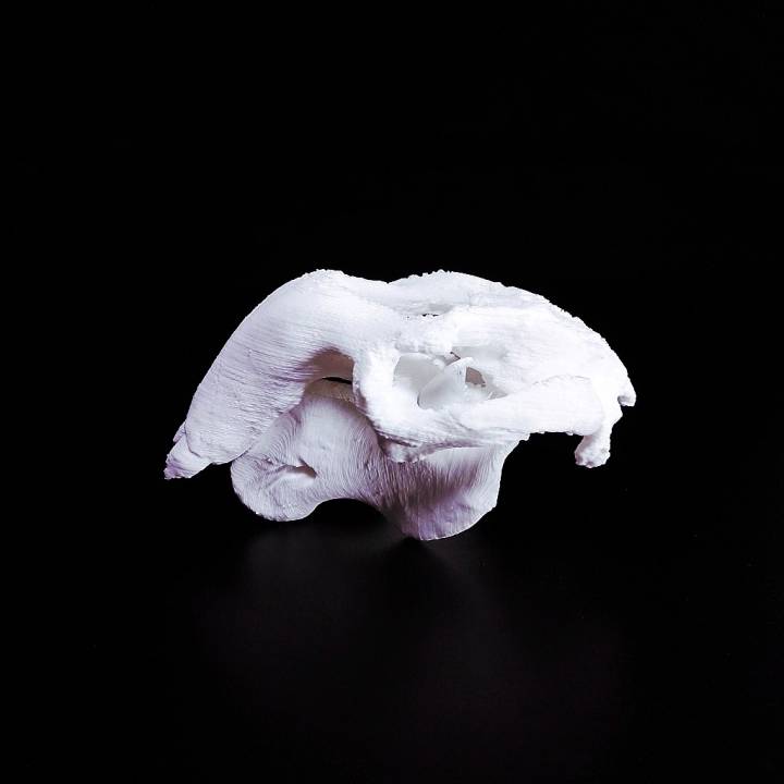 Dugong Skull image