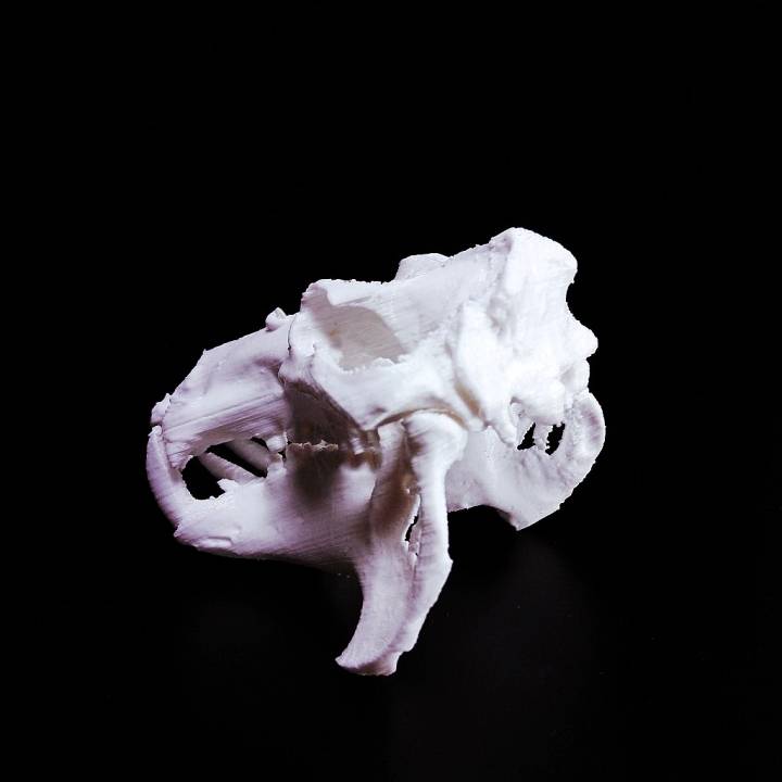 Hippopotamus Skull image