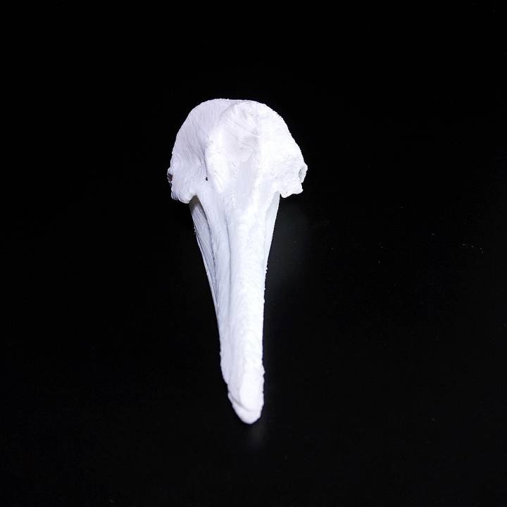 Long-Beaked Common Dolphin Skull image