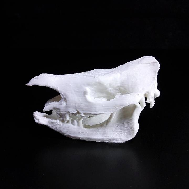 Rhinoceros Skull image