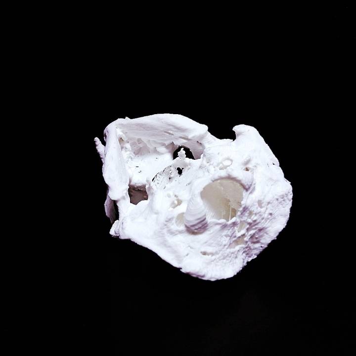 Sea Otter Skull image