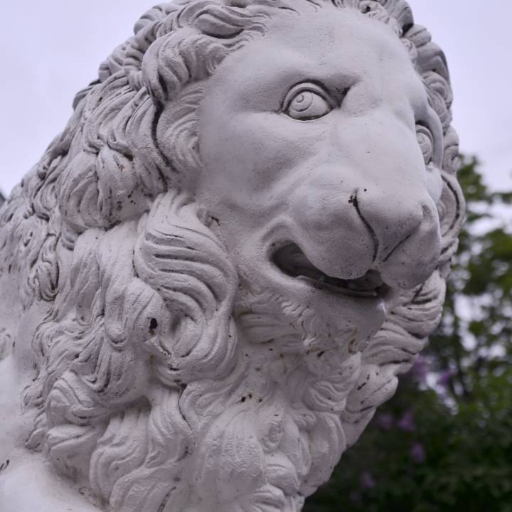 Medici Lion image