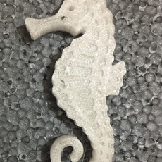 Picture of print of Seahorse - Balanced so it stands on its tail!