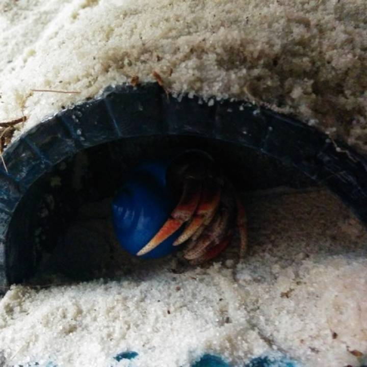 Hermit Crab Arch House image