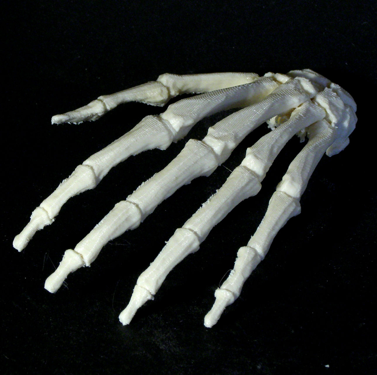 3D Printable Bone - Hand - Left by Dario Baldi