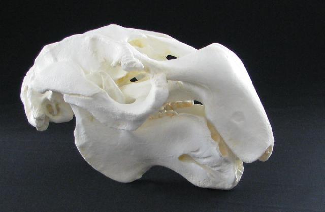 3d Printable Dugong Skull By Scan The World