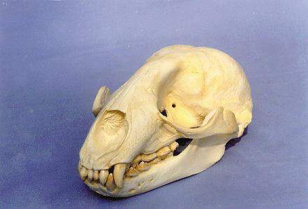 Monachus Tropicalis Fossil, Caribbean Monk Seal image
