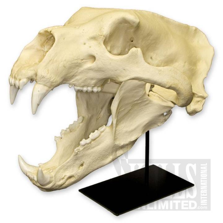 Ursus Maritimus, Polar Bear image