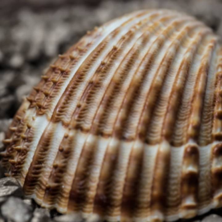 Shell (Upper Nodena) image