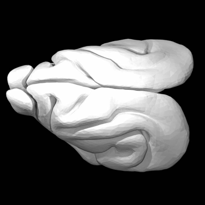Furet Brain image