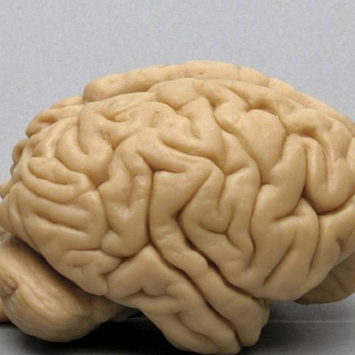 Orangutan Brain image
