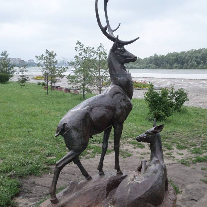 Deers image