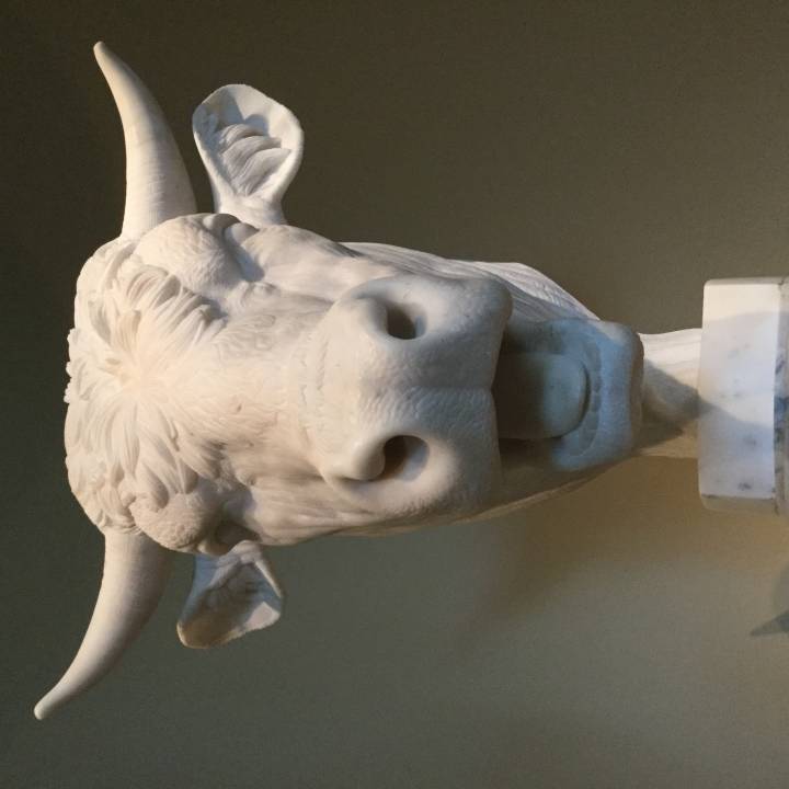 Head of a Bull image