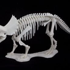 Picture of print of Triceratops prorsus Skeleton