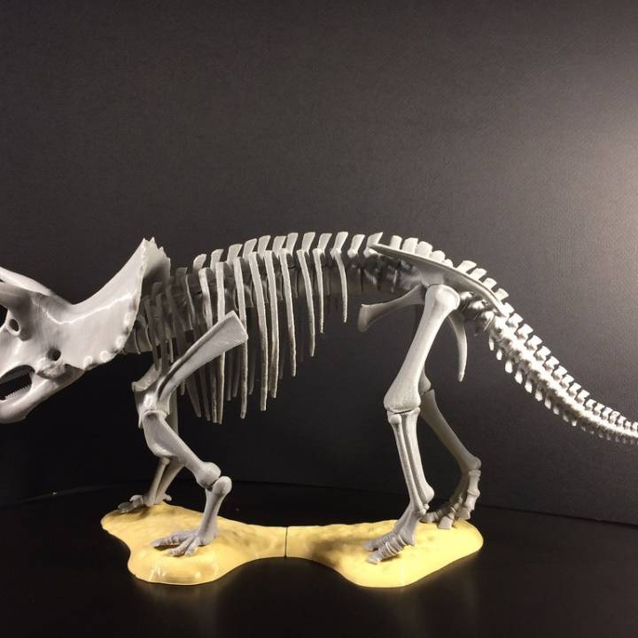 Triceratops prorsus Skeleton image