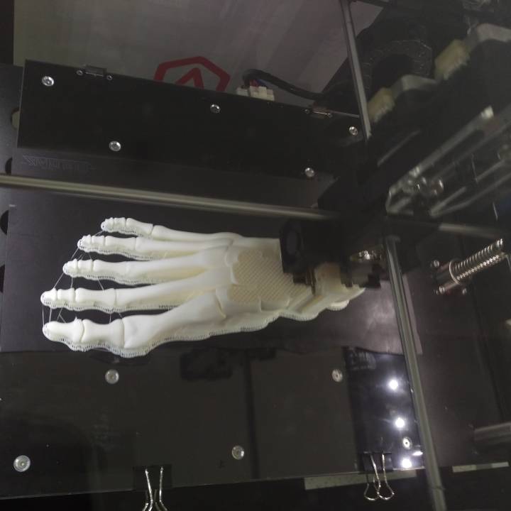 Guy McCann's "Foot, Right Human Fully assembled" model with connected joints and bones image