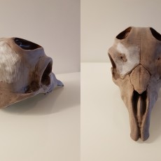 Picture of print of Markhor Skull