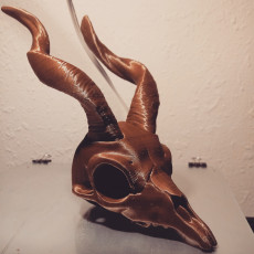 Picture of print of Markhor Skull