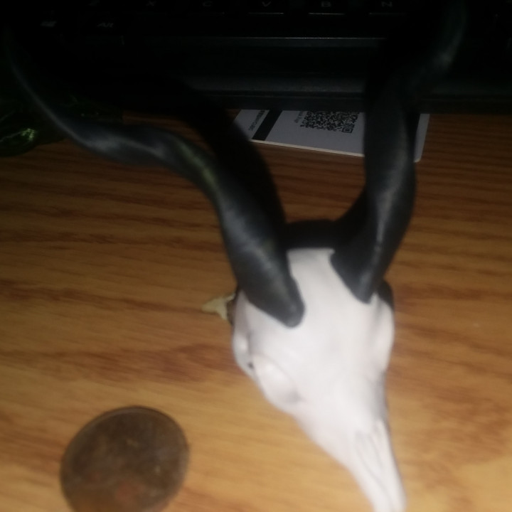 3D Print of Markhor Skull by buddycraig