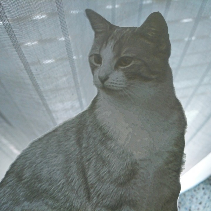 LITHOPHANE CAT image