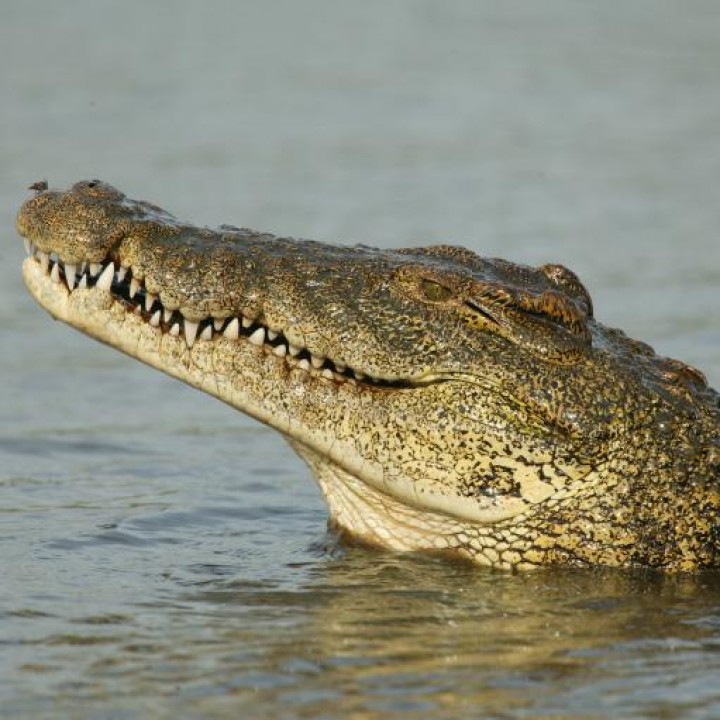 Nile Crocodile Brain image