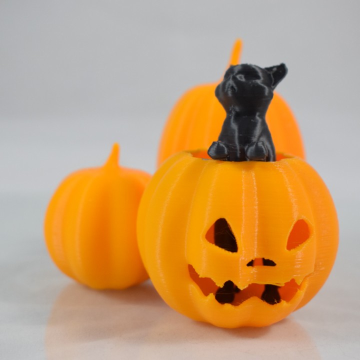 Cat in the pumpkin patch image