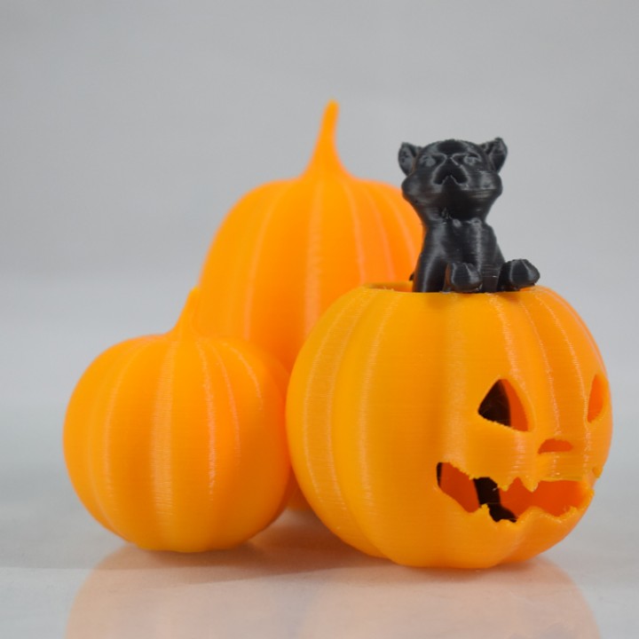 Cat in the pumpkin patch image