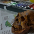 Complete Homo Naledi Reconstructed Skull print image