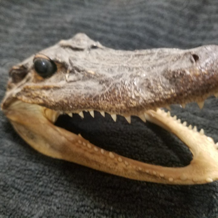 High Resolution Scan of Florida Alligator Head image