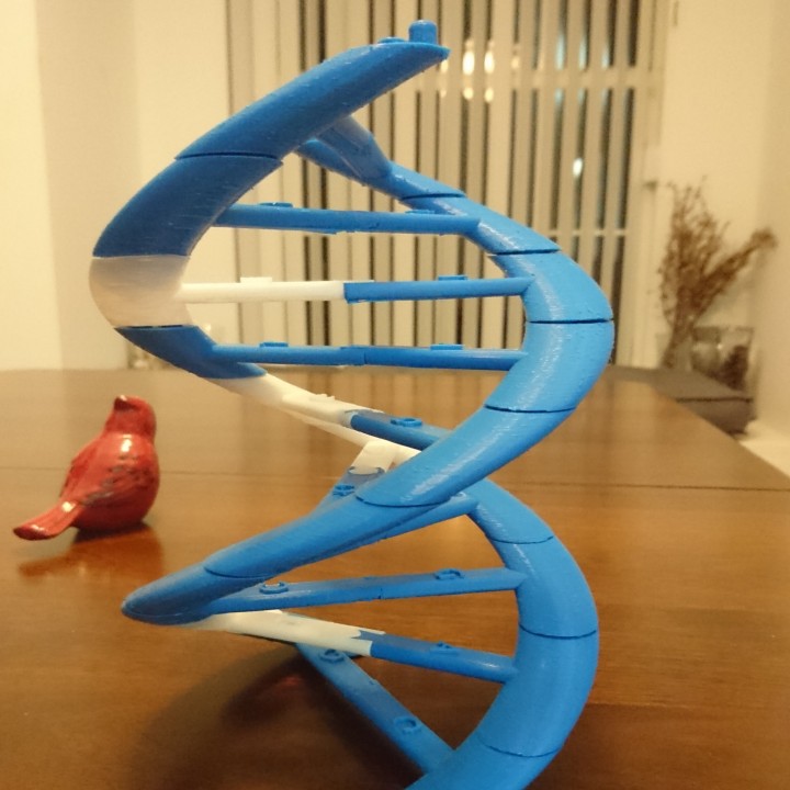 3DNA Structure Model/Puzzle image