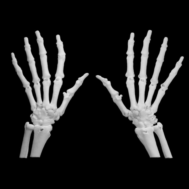 Hand bones image