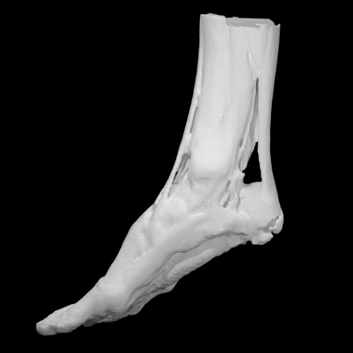Muscle and tendon structure of a foot image