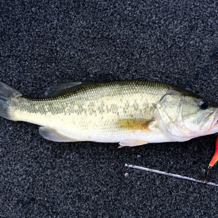 Crankbait Fishing Lure image