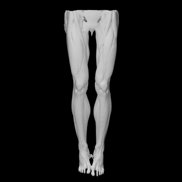 Legs 3d best sale