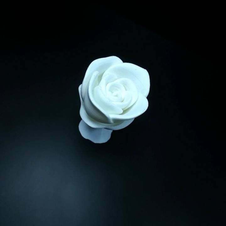 Rose image