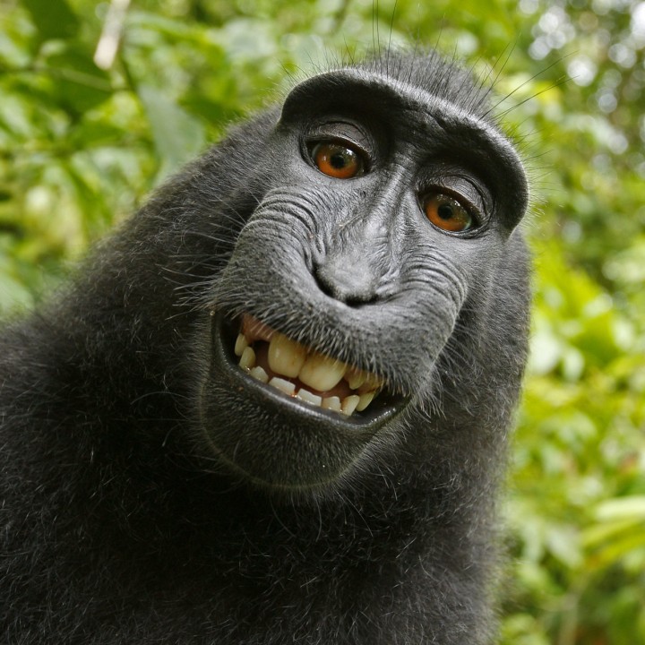 Monkey Selfie - Naratu image