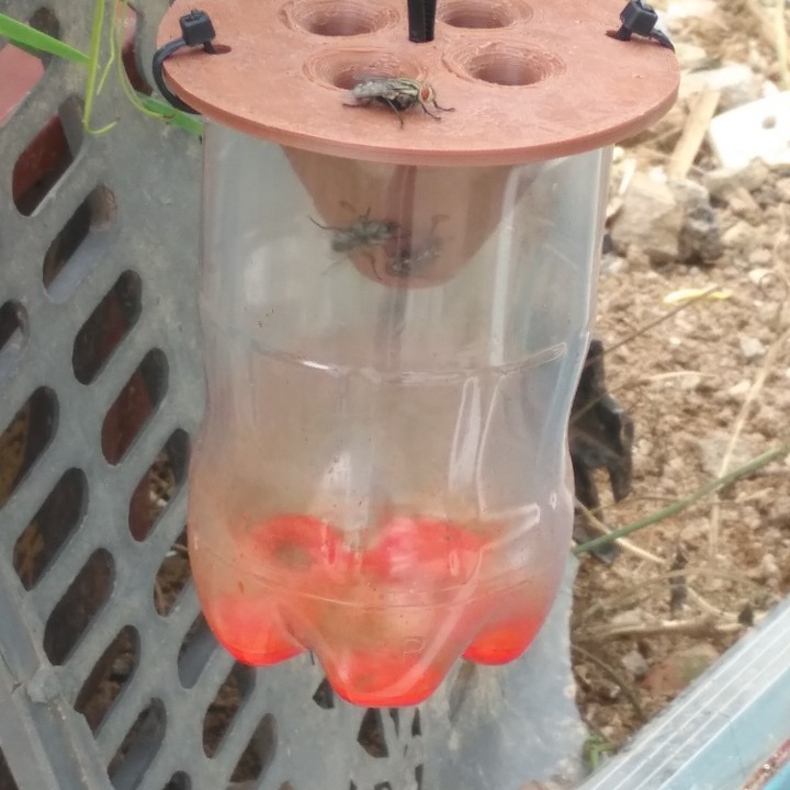 fly trap,wasp trap,pest trap image