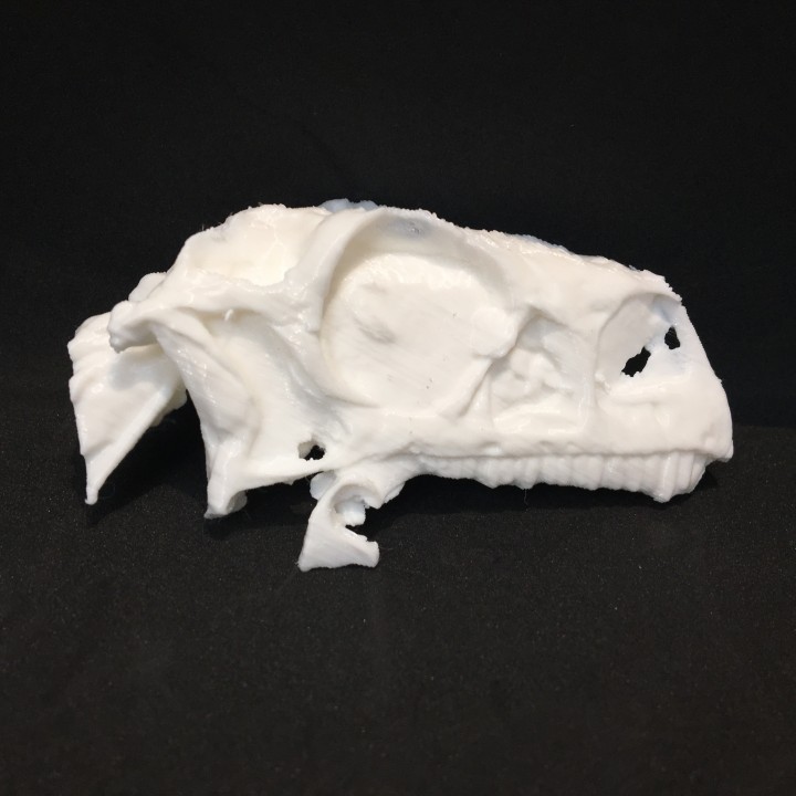 Massospondylus Skull image