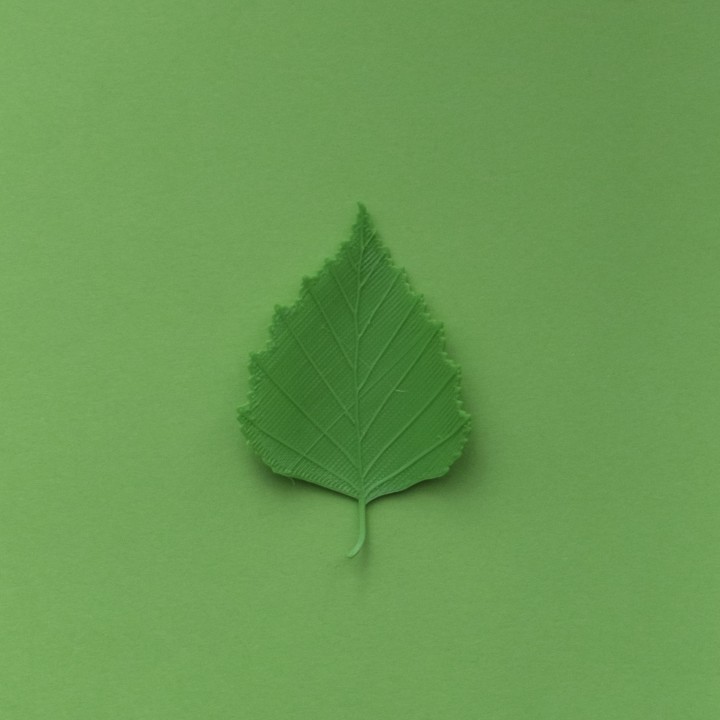 Birch tree leaf image