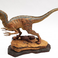 Picture of print of Velociraptor