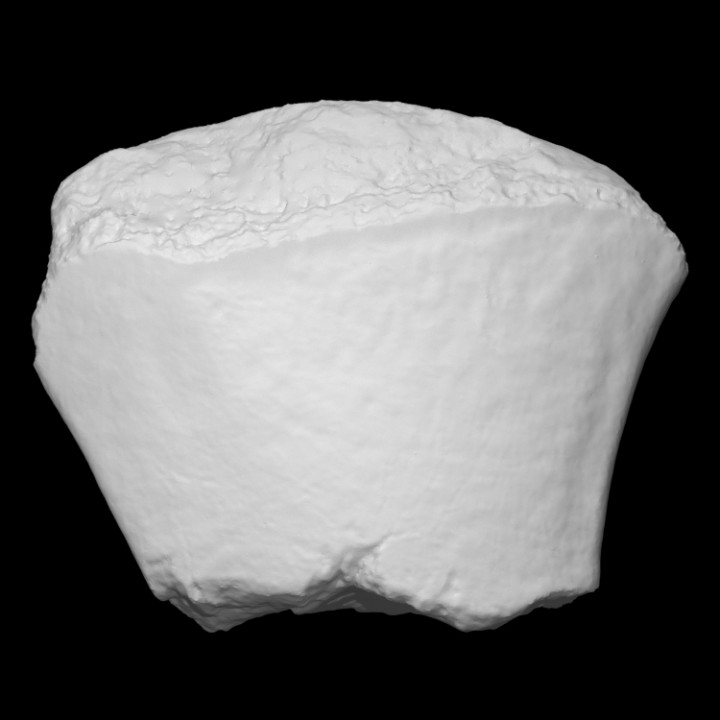 Mastodon Right Internal Cuneiform image