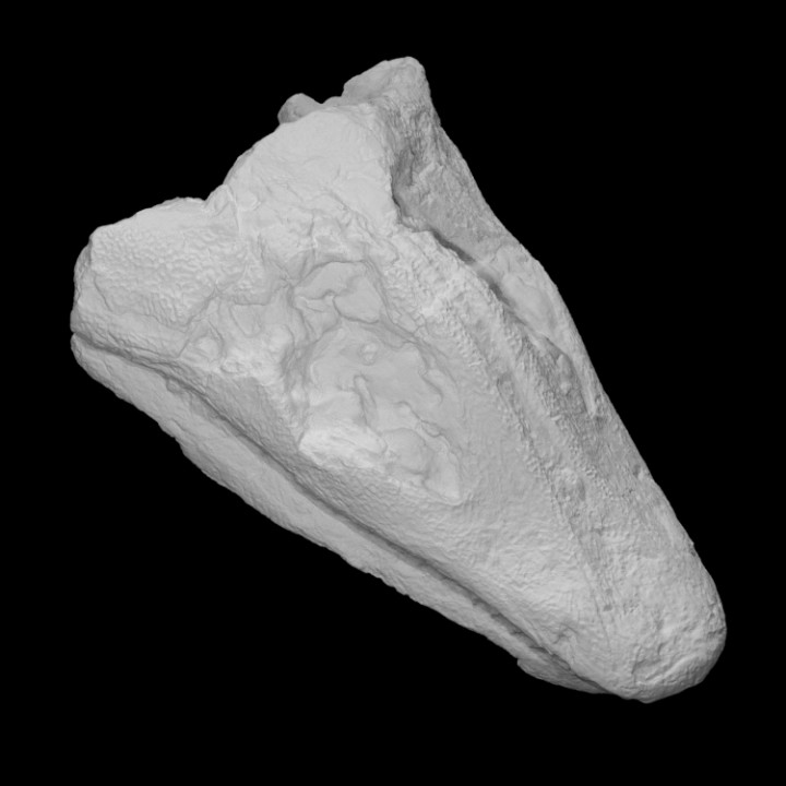 Amphibian - Skull (Megalocephalus) image