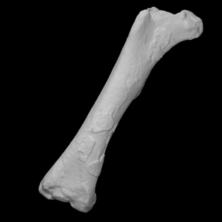 Chilesaurus diegosuarezi right femur image