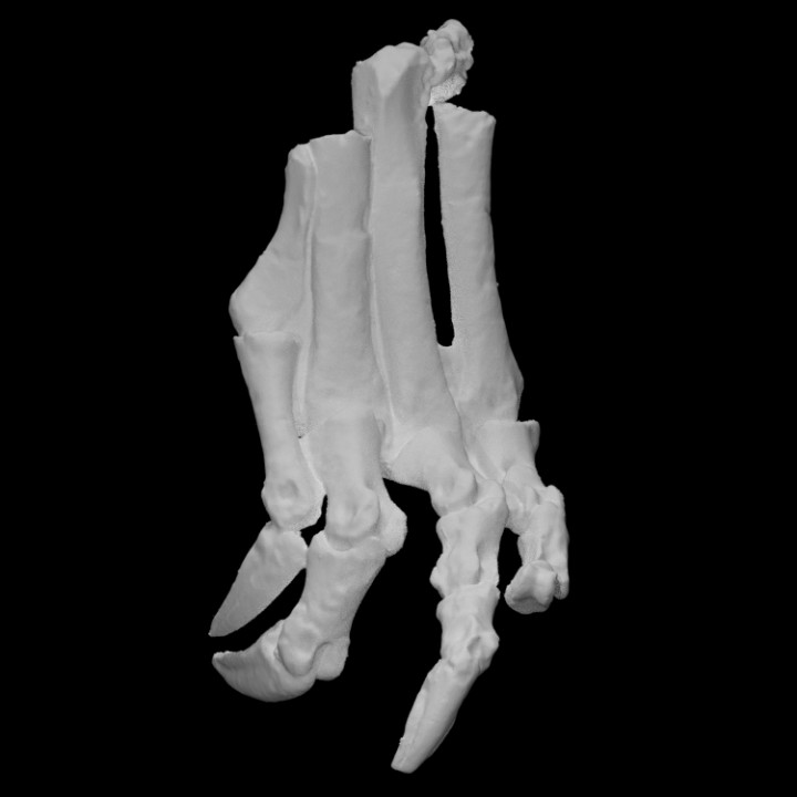 Chilesaurus diegosuarezi left leg image