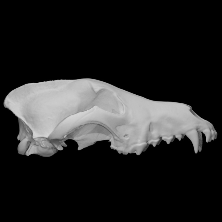 Gray Wolf specimen 01 : male image