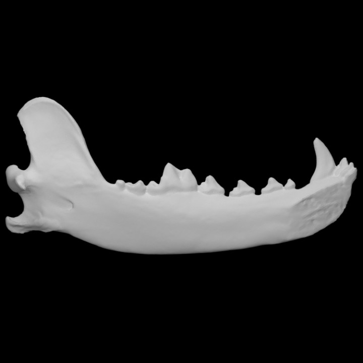 Gray Wolf specimen 03 : male image