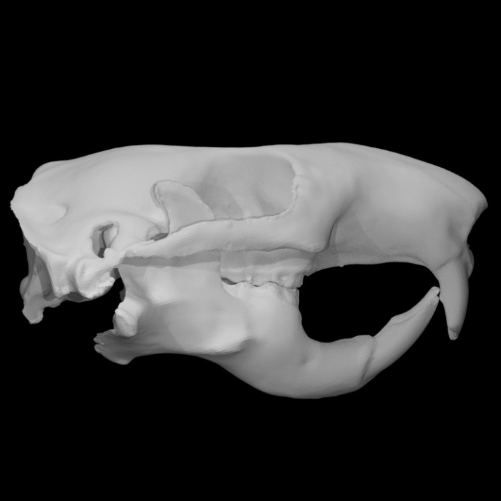 Mountain Beaver specimen : adult female image