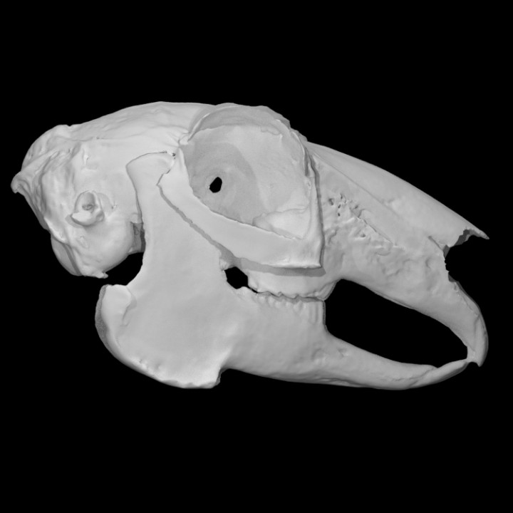 White-tailed Jackrabbit specimen : female image