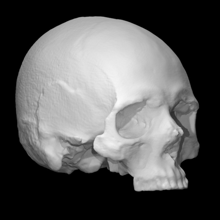 3D Printable Human skull from a viking age grave by The Swedish History ...